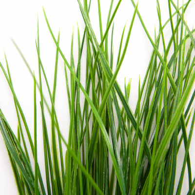 Трава искусственная -4, шт  (осока 50 см/8 см  7 листов)				 - купить в Краснодаре. Цена: 130.73 руб.